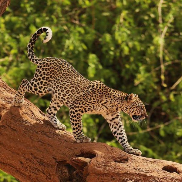 Kenya & Tanzania safari with Zanzibar holidays