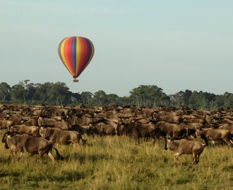 wildebeest view from balloon.jpg