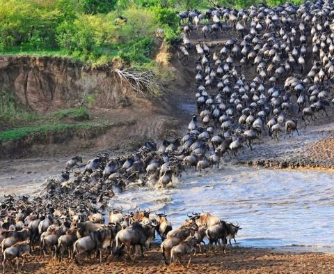 wildebeest-crossing3.jpg