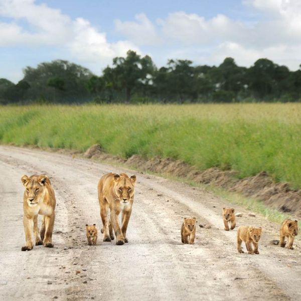 Most Popular Safari and Beach Holiday in Kenya