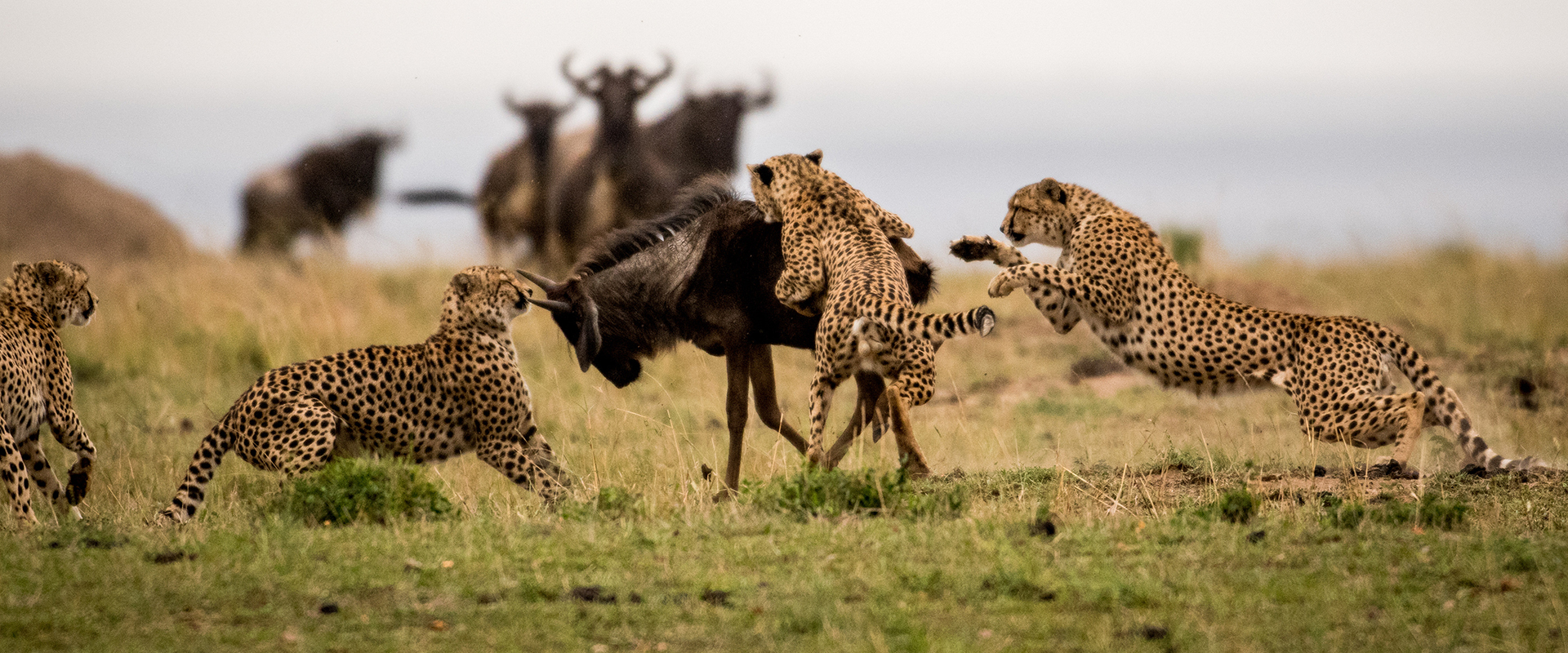 Tanzania Adventure Safari