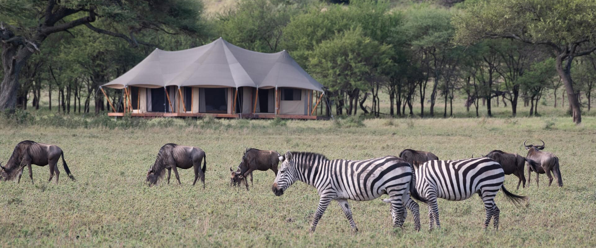 Tanzania Safari Tours